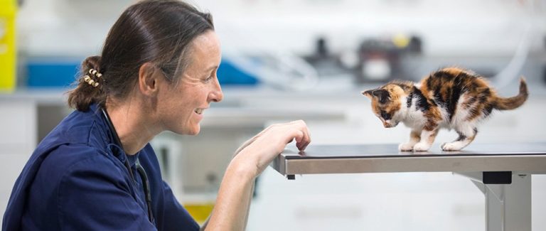 NAVC to Host First Annual Global Veterinary Nurse Virtual Summit October 16-17