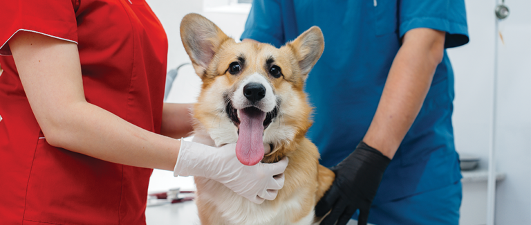 The Veterinary Nurse’s Guide to Fecal Flotation Techniques