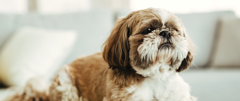 Inflammatory Bowel Disease and Sequelae