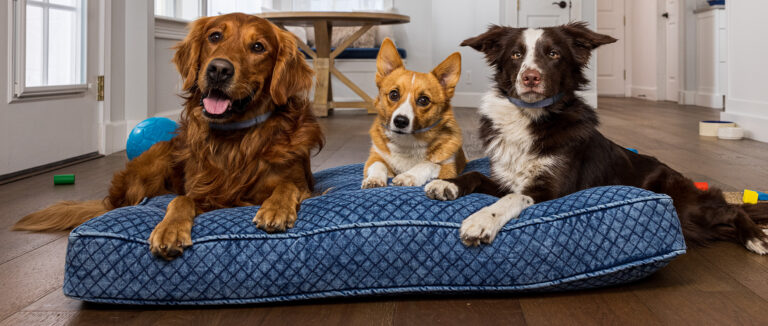 Protecting Dogs from Ticks Infected with Multiple Diseases