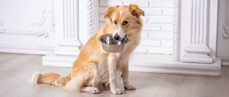 Counseling Clients on Food Bowl Selection: What’s the Dish?