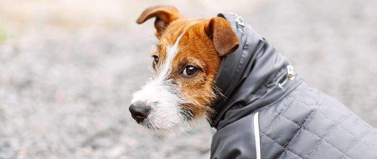 Winter Weather Safety Tips for Dogs