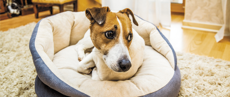 Canine Anxiety and How to Deal With It