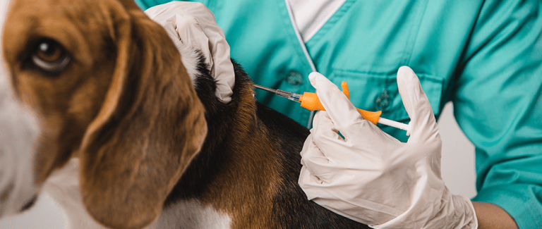 The Importance of Microchipping Your Pet