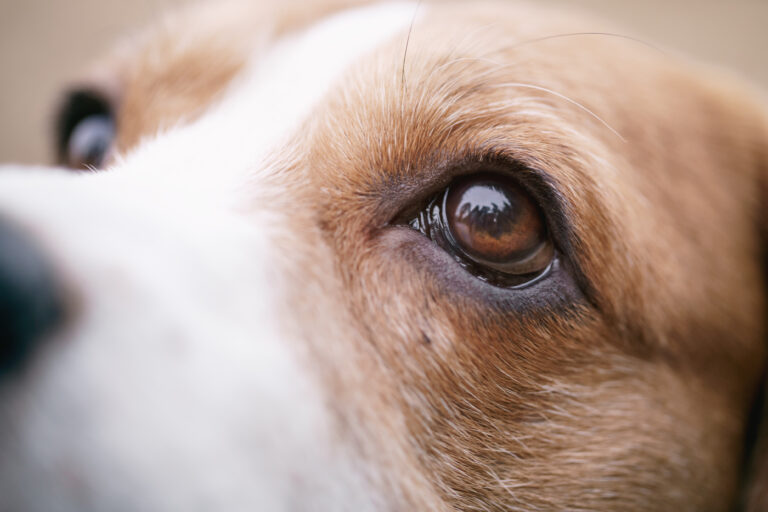 Corneal Ulcers: A Pet Owner’s Guide for Treatment Success