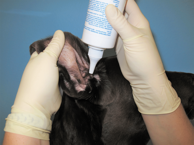 Ear Disease in Canine Patients | Today's Veterinary Nurse