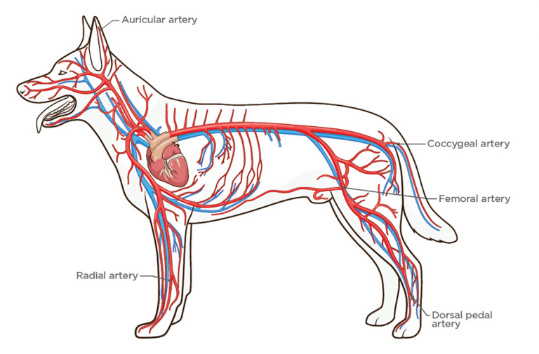 Noninvasive Blood Pressure Monitoring in Dogs and Cats