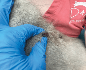 Skin Scrape For Rabbits Skin Scrapings for Identifying Parasites | Today's Veterinary Nurse