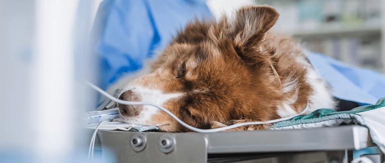 Anesthetizing the Critical-Care Patient