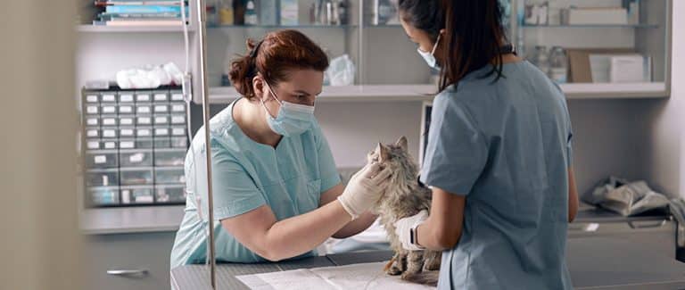 A Brief History Lesson in Veterinary Nursing/Technology