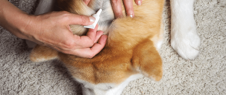Parasite Protection: Important for Your Pet … and for You!