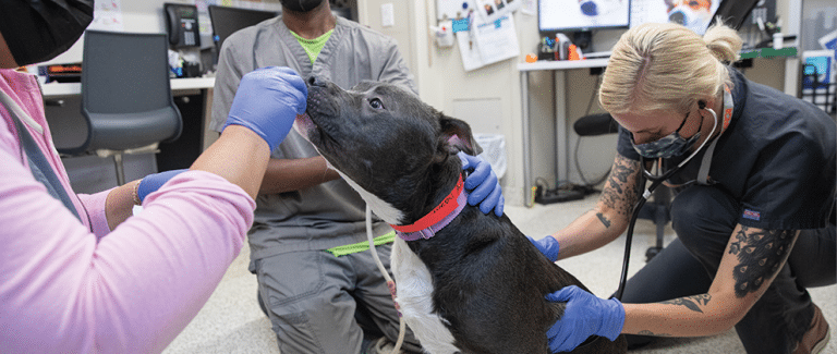 ASPCA Training Programs for Veterinary Nursing Students