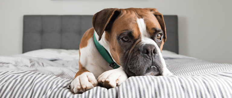 A Case of Steroid-Responsive Meningitis–Arteritis in a 6-Year-Old Boxer