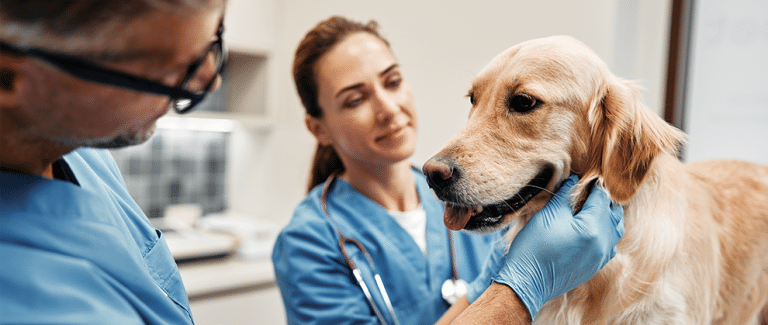 Electrochemotherapy for Companion Animals