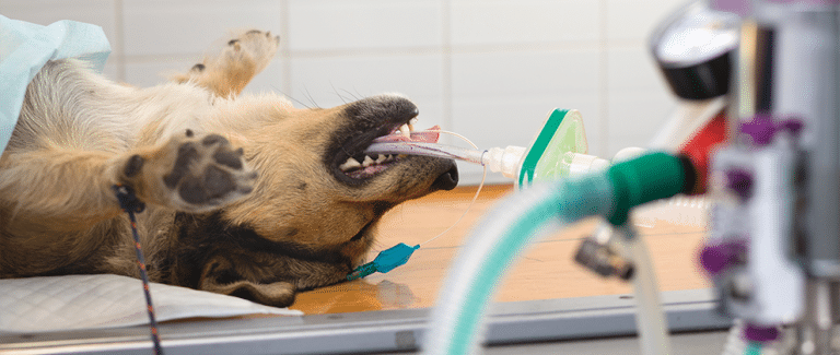 Protein-Losing Diseases and Anesthesia