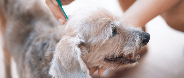 Limiting the Zoonotic Risks of External Parasites