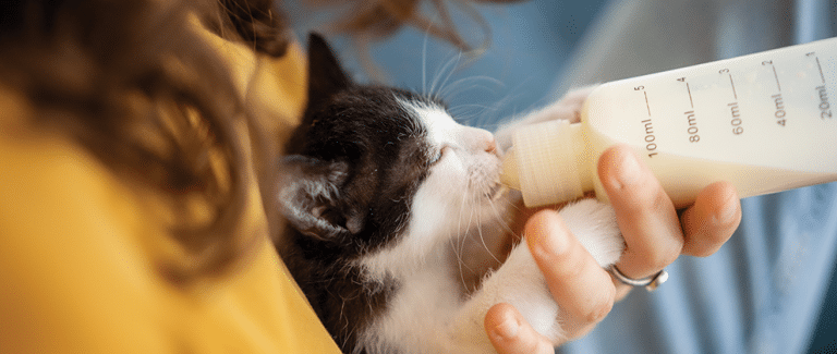 Feeding Orphaned Kittens From Birth Through Weaning