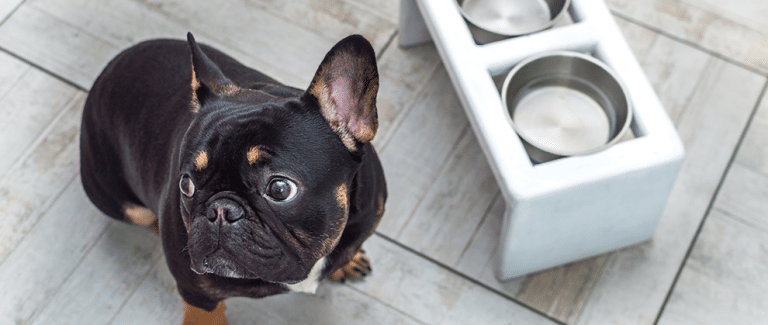 Nutritional Management of Gastrointestinal Disease in Brachycephalic Dogs