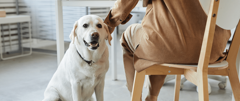 Canine Chronic Pain Assessment