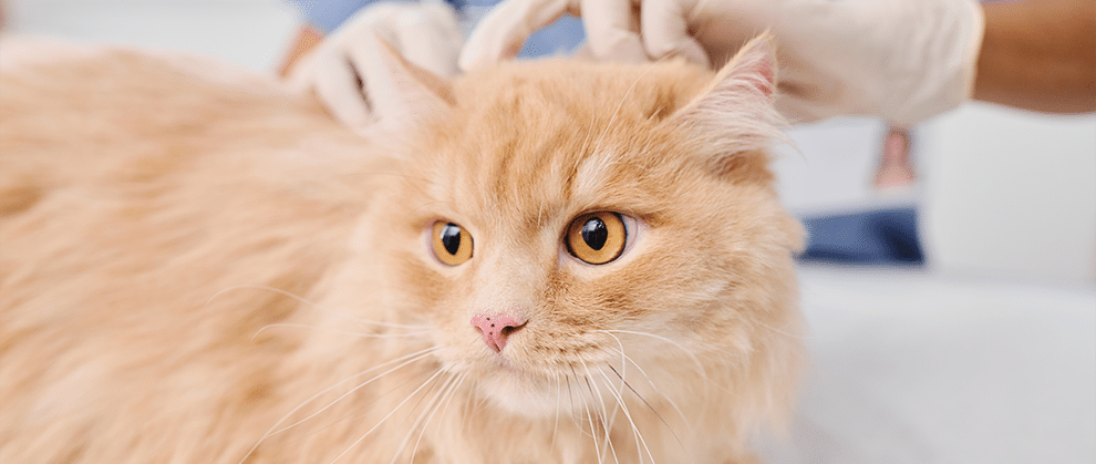Limiting the Zoonotic Risks of Fungal Skin Infections - Featured Image