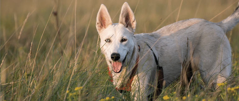 Hip, Hip, Hooray! Total Hip Arthroplasty in a 6-Year-Old Dog