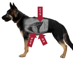 Tfast Evaluating TFAST, Radiography, and CT in Emergent Thoracic Cases