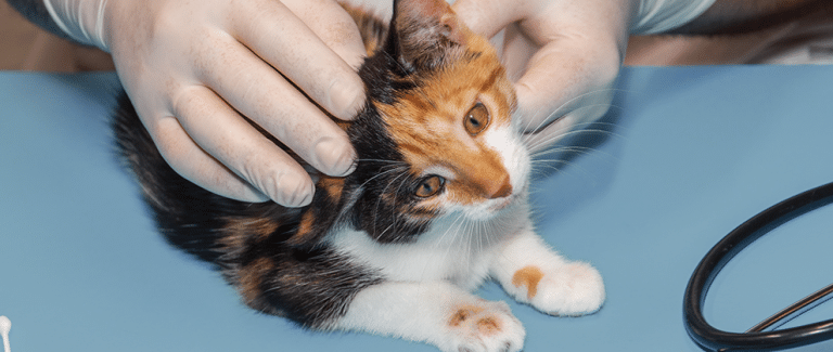 Managing a Pet With Ringworm