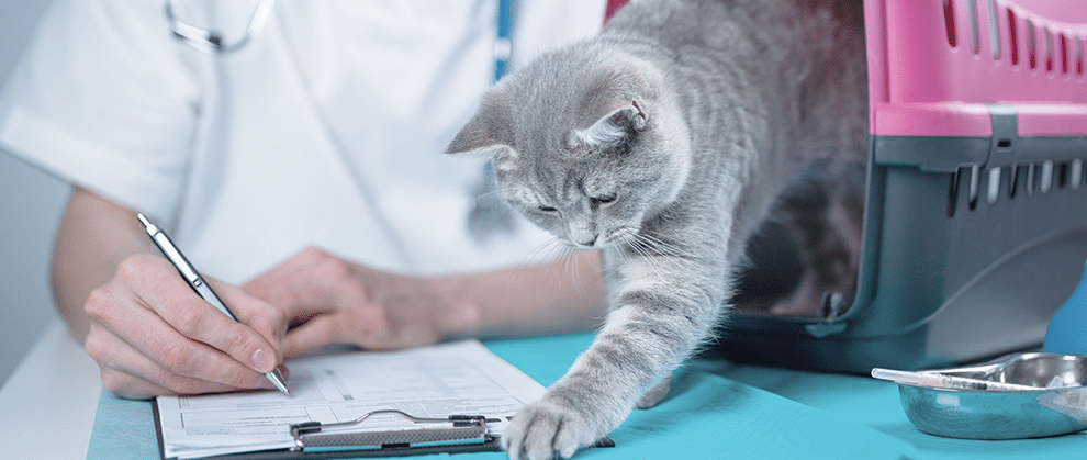 Feline Chronic Pain Assessment - Featured Image