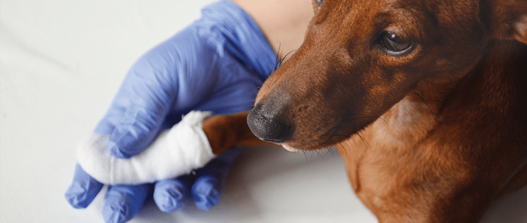 Limiting the Zoonotic Risks of Bacterial Infections