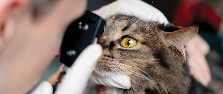 What Is Wrong With My Patient’s Cornea? Nonulcerative Keratitis in Veterinary Medicine