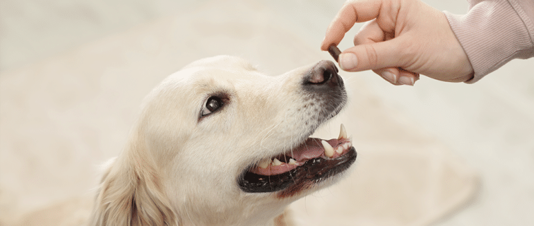 Integrating Veterinary Supplements and Nutraceuticals Into Traditional Approaches