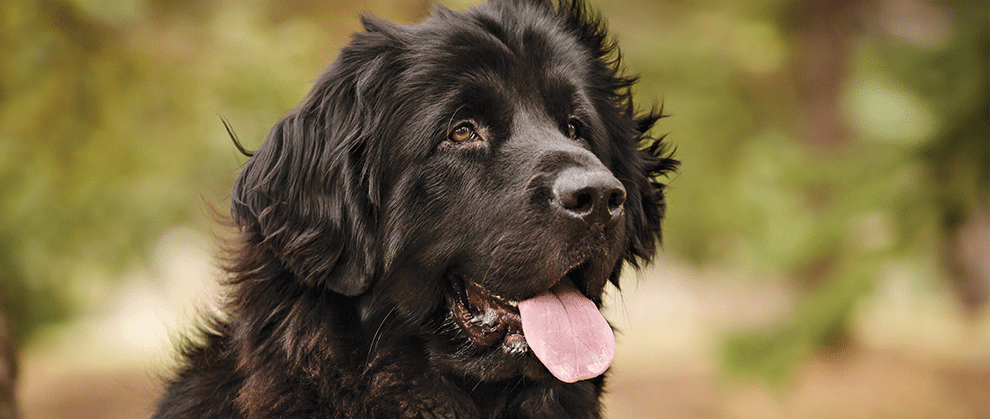 Anesthetic Case Management of a Dog Undergoing Arytenoid Lateralization - Featured Image