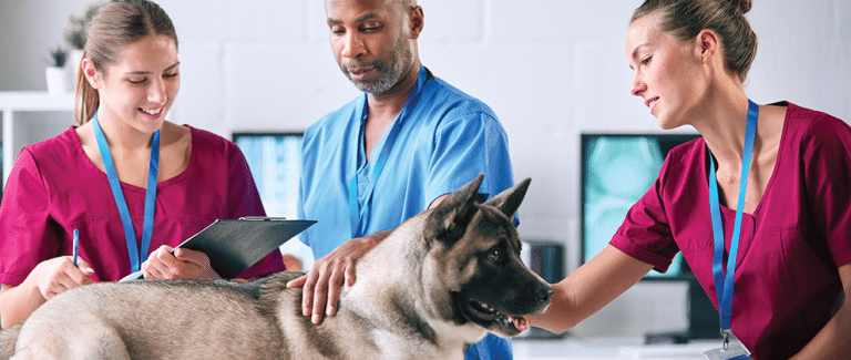 The Team Approach to Veterinary Clinical Studies