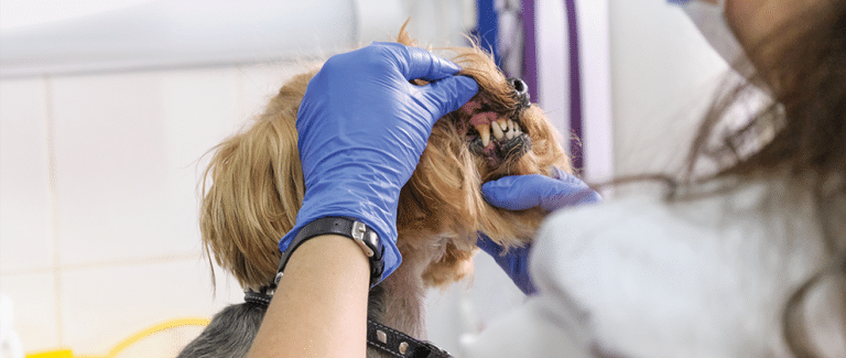 Periodontal Disease in Dogs and Cats