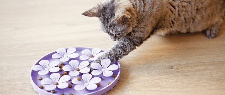 Food and Enrichment: It Can Be a Puzzle