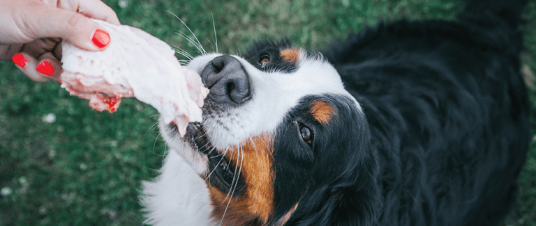 Raw Meat Diets for Cats and Dogs