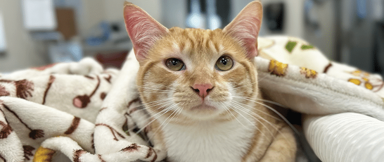 Critical Thinking About Critically Ill Cats