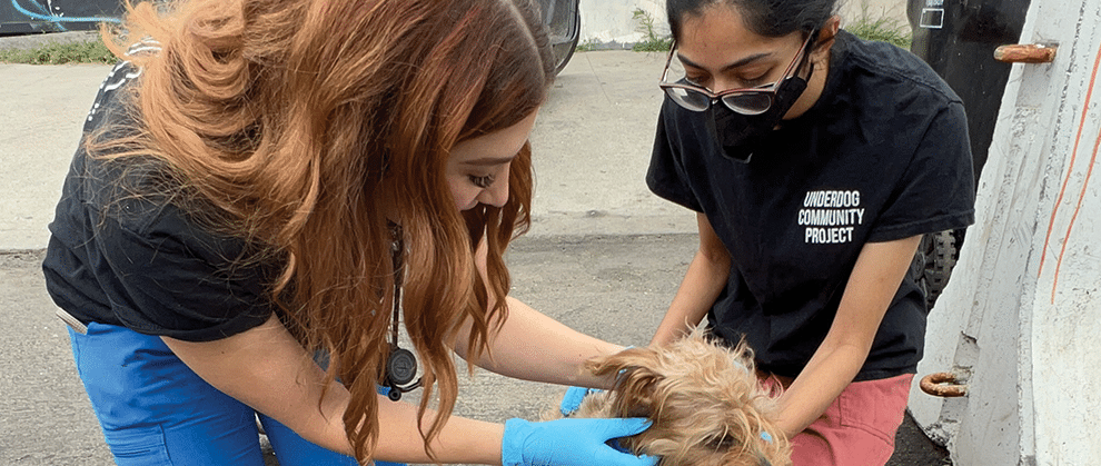 The City of Angels: Lahari Kankar, RVT, Builds Community Through Veterinary Care in Los Angeles - Featured Image