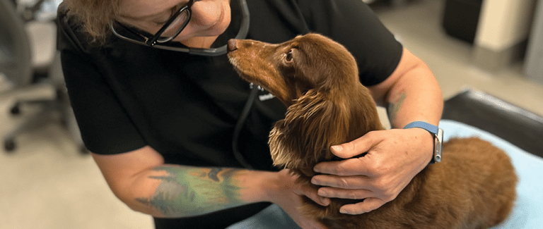 Tattoos and Piercings in the Veterinary Profession