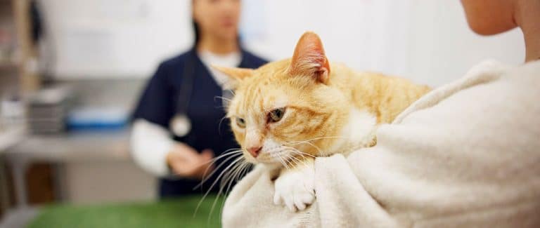 5 Ways Veterinary Technicians Can Help Manage Canine Lymphoma