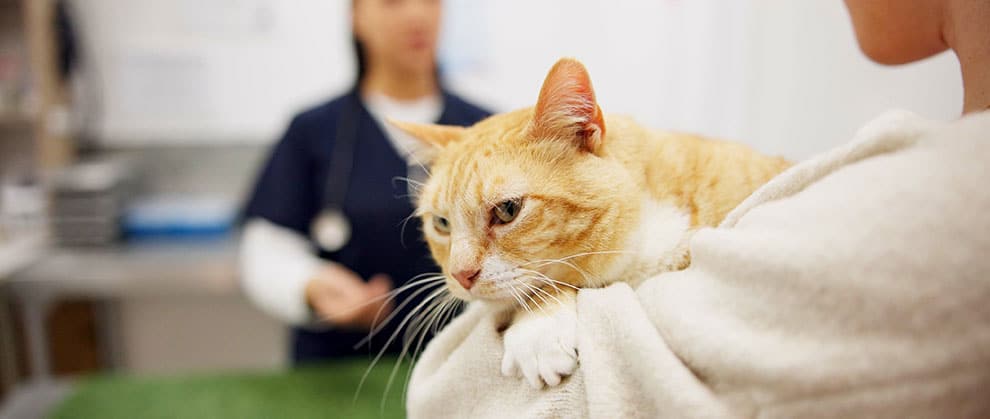 5 Ways Veterinary Technicians Can Help Manage Canine Lymphoma - Featured Image