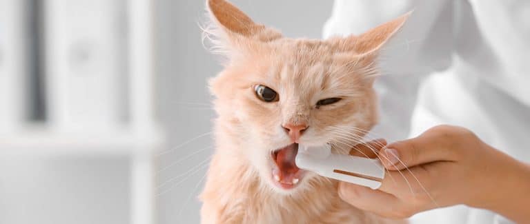How to Combat 5 Common Dental Myths