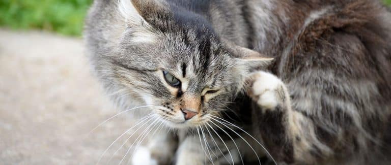 5 FAQs From Clients About Parasite Protection