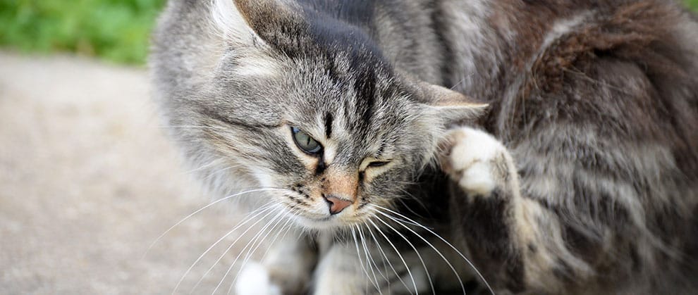 5 FAQs From Clients About Parasite Protection - Featured Image