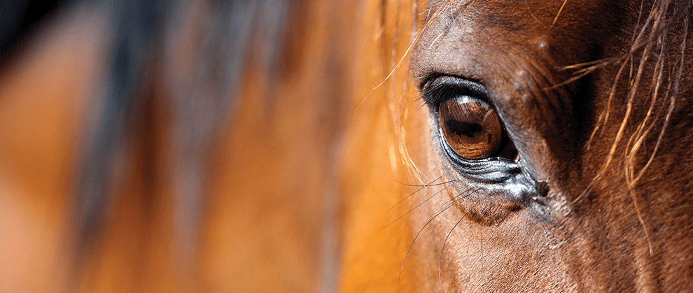 Recurrent Ocular Hemangiosarcoma in a Horse - Featured Image