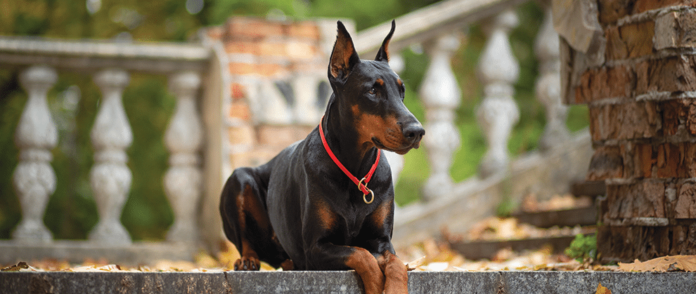 A Veterinary Nurse’s Guide to von Willebrand Disease - Featured Image