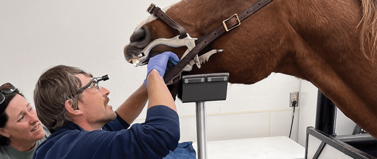 The Sky’s the Limit: Eli Olind, LVT, Shares His Journey From Rodeo to Advocacy