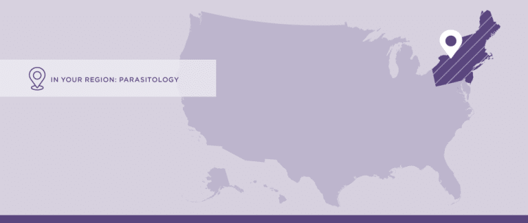 Top 5 Regional Parasites for the Northeastern United States: A Quick Guide for Pet Owners