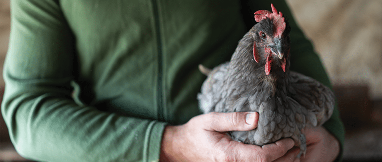 What Veterinary Nurses Need to Know About Avian Influenza