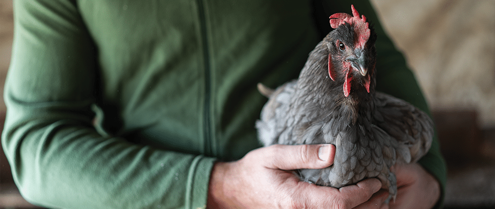 What Veterinary Nurses Need to Know About Avian Influenza - Featured Image